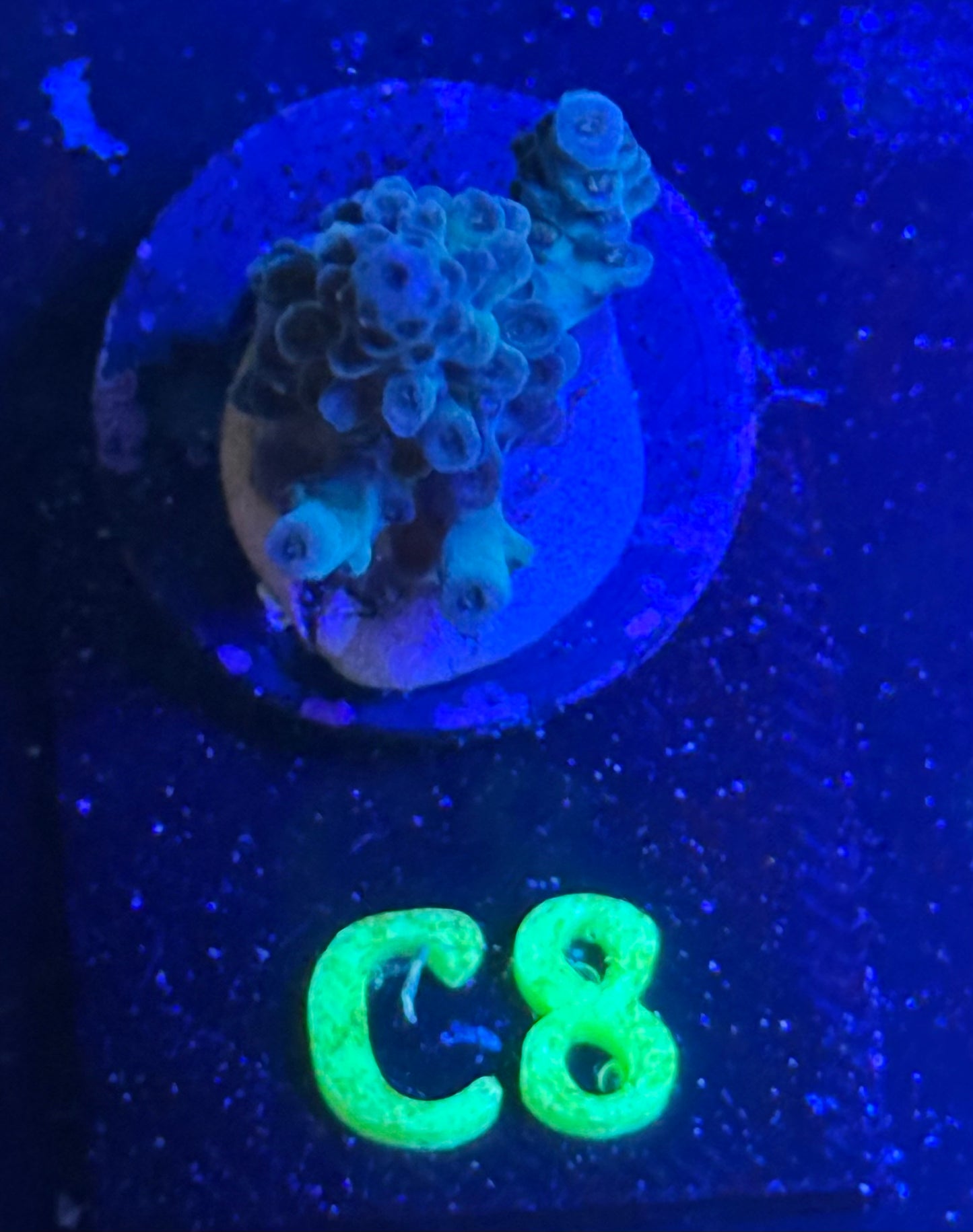 C08