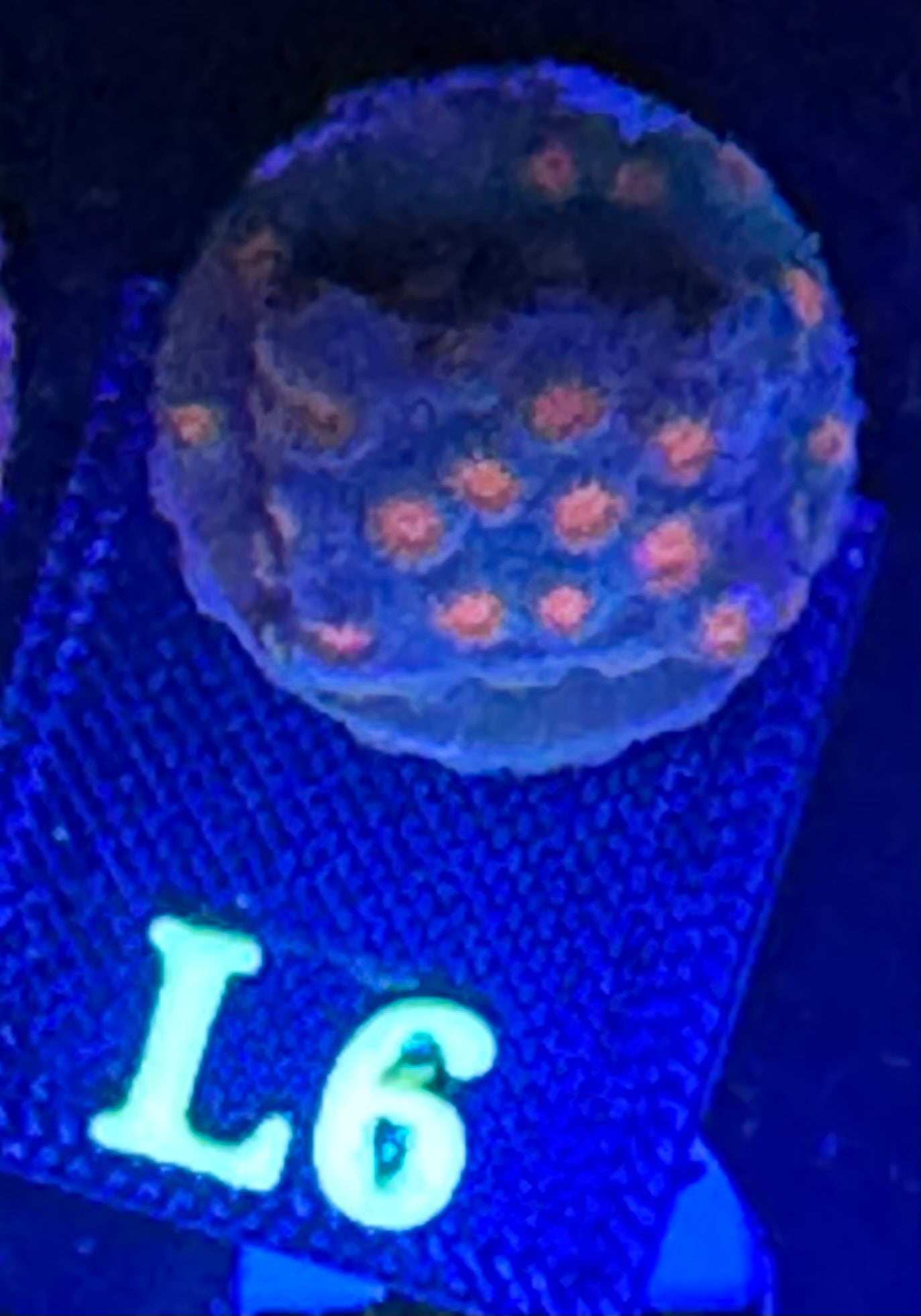 L06