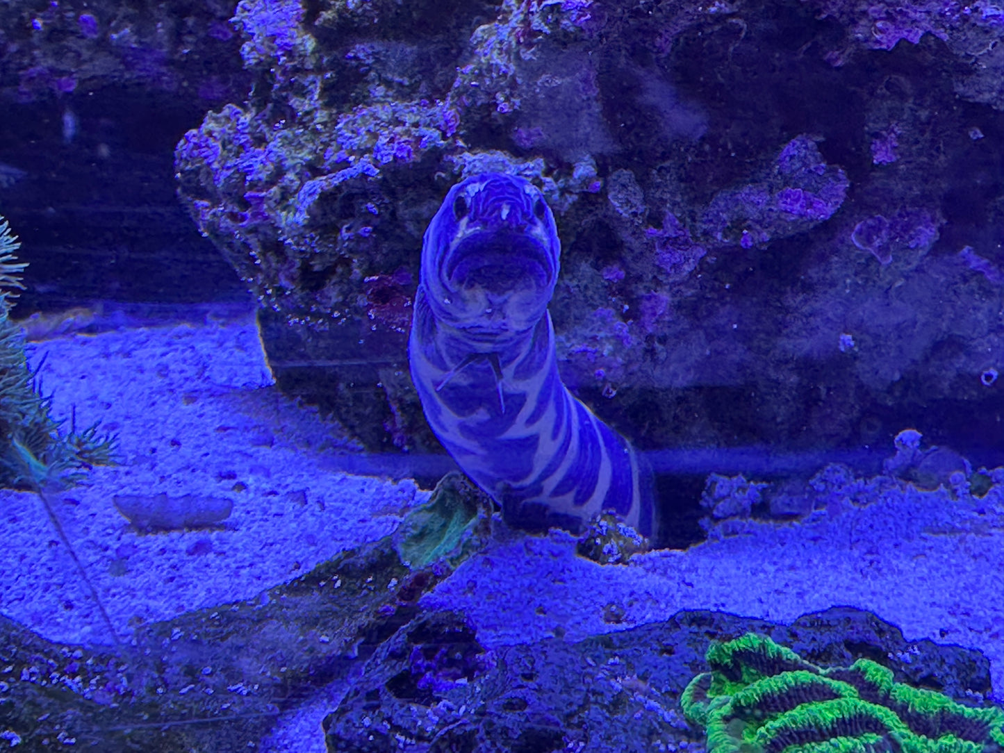 Goby, Engineer