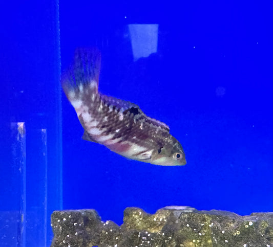Wrasse, Nebulous