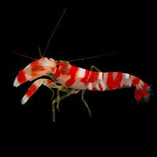 Shrimp, Candy Cane Pistol