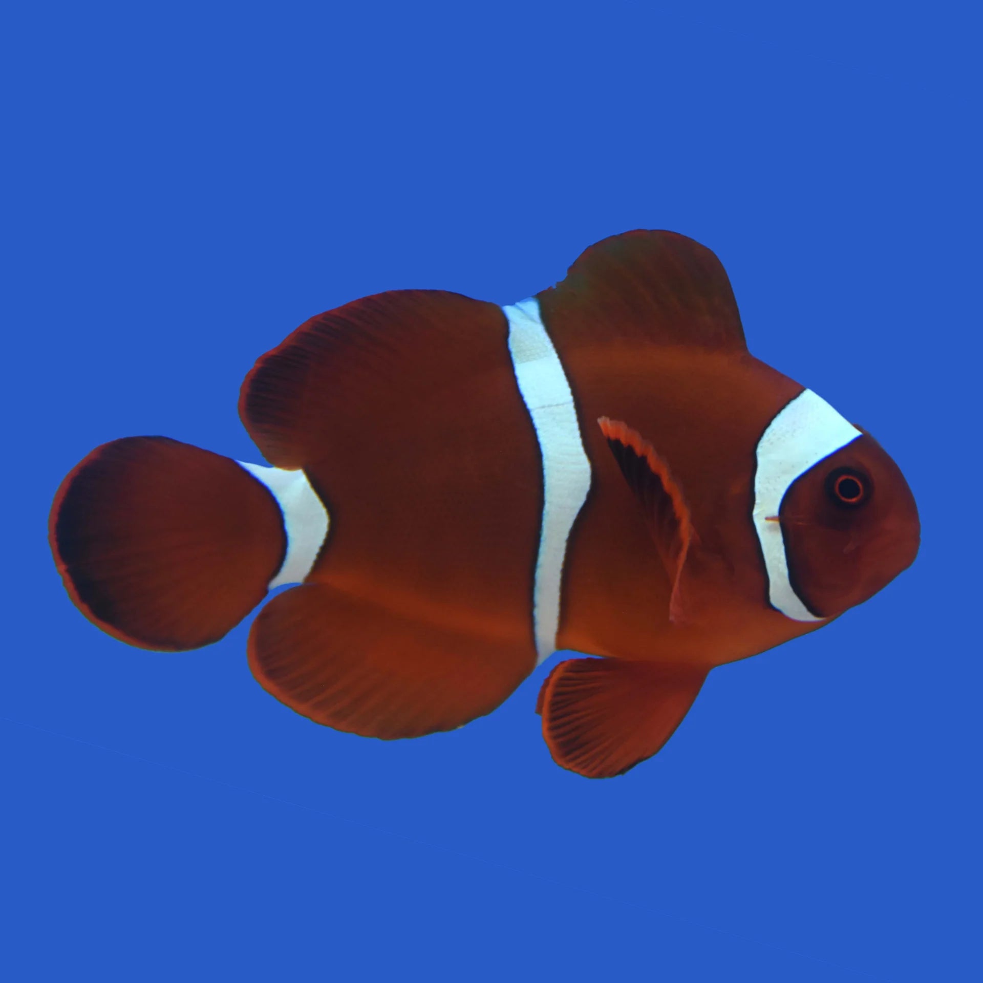 Clownfish, Maroon – Coral Freaks LLC