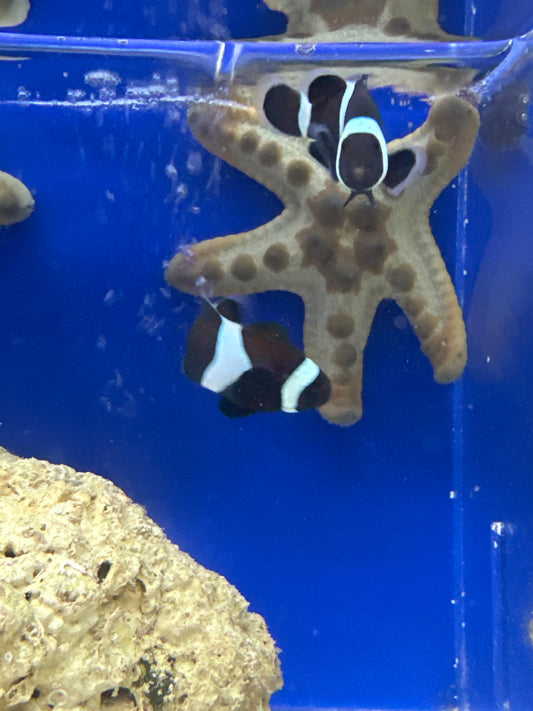 Clownfish, Black