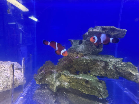 Clownfish, Mocha