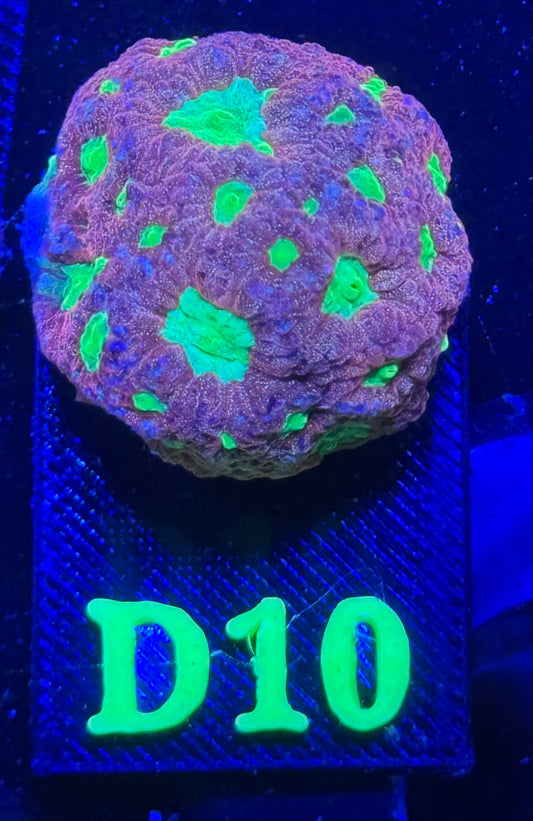 D10 - Alien’s Blood Platygyra