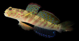 Goby, Pink Spotted Watchman
