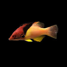Hogfish, Coral
