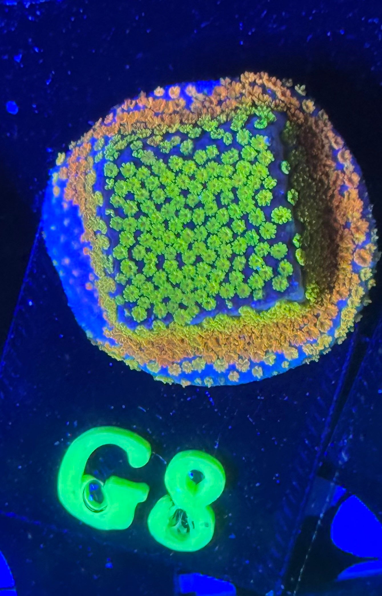 G08