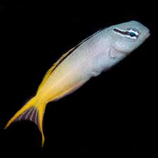 Blenny, Forktail