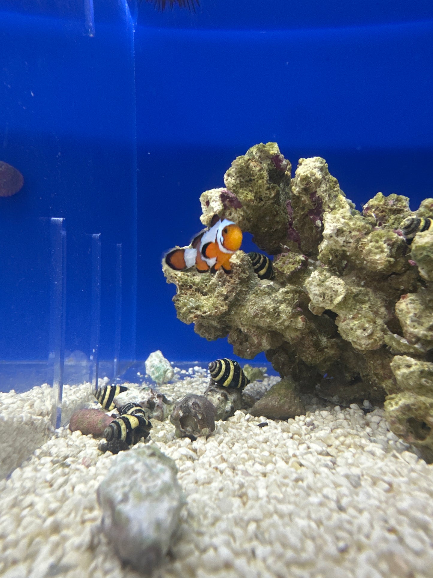 Clownfish, Extreme Snowflake