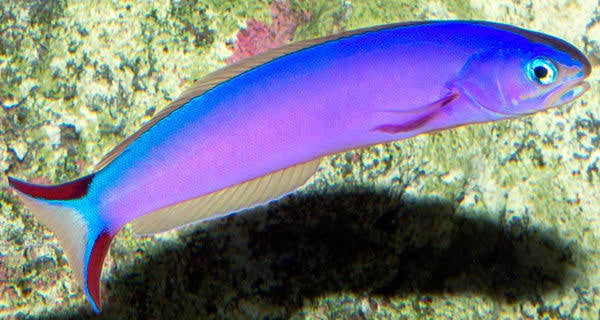 Tilefish, Purple