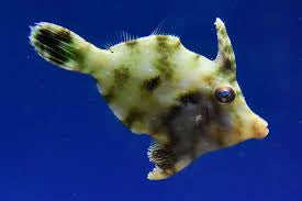 Filefish, Aiptasia Eating