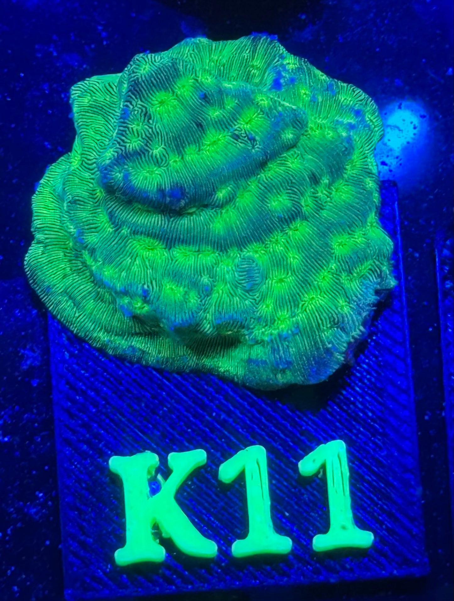 K11 - Kiwi Fusion Leptoseris