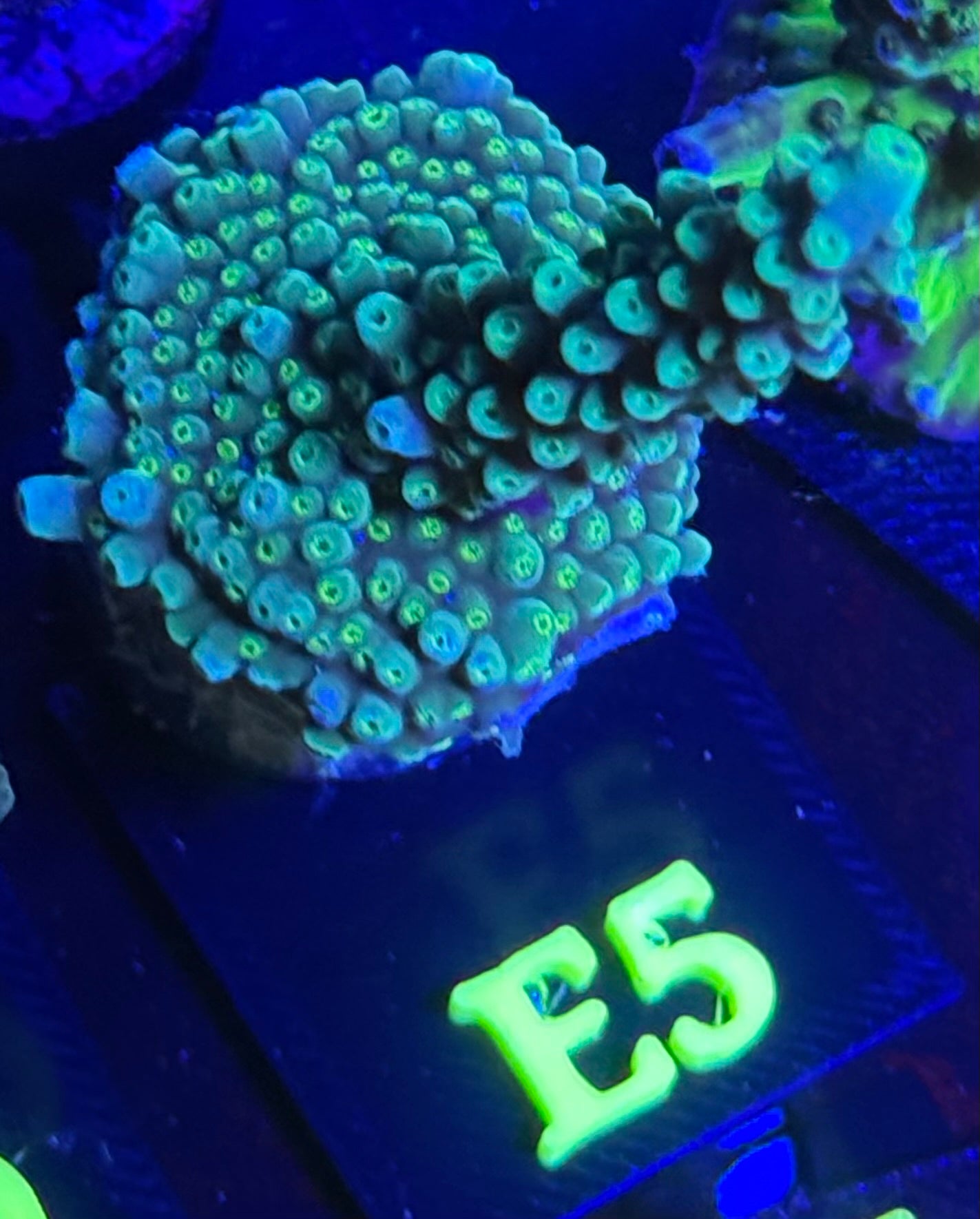 E05