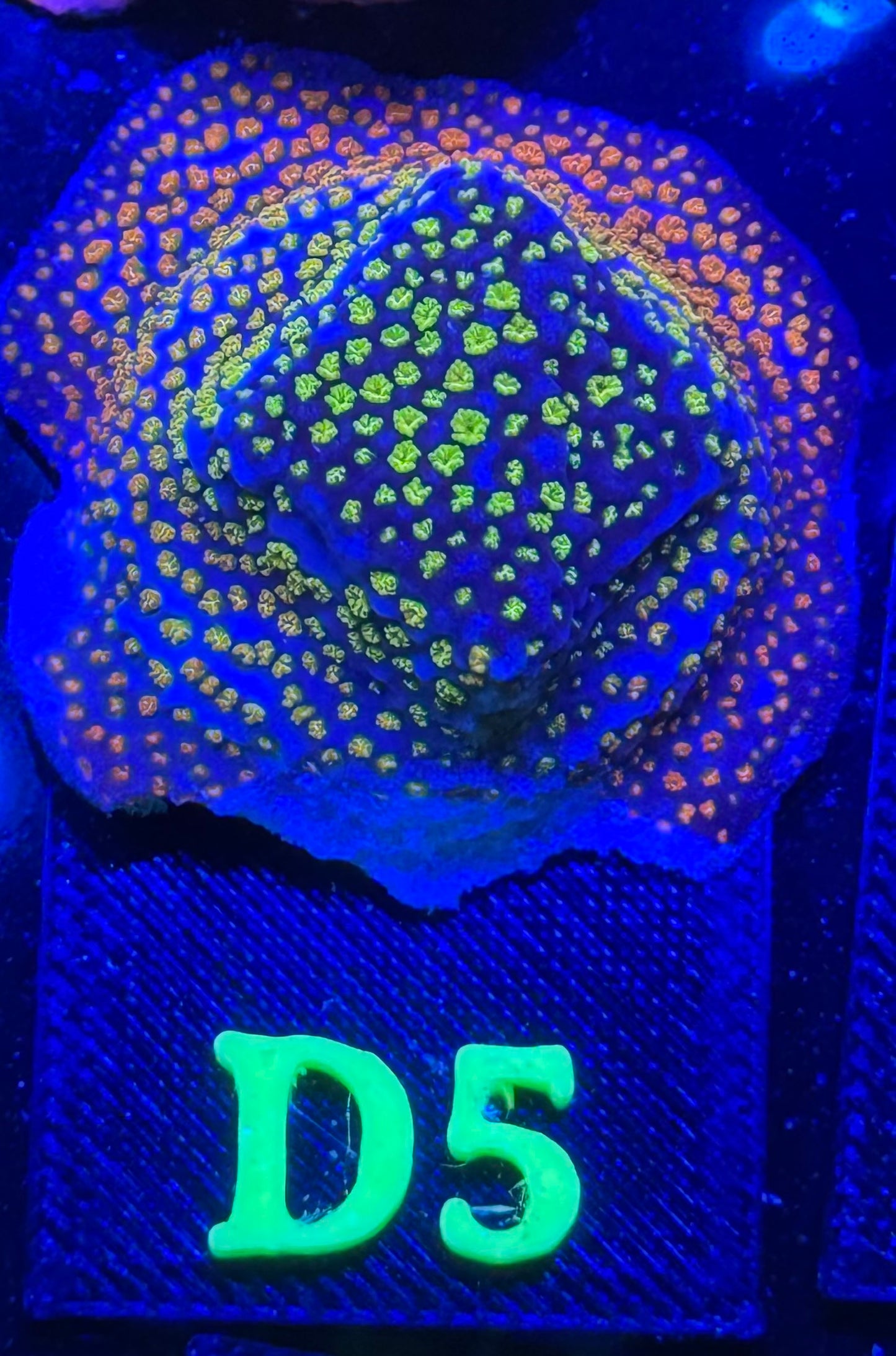D05 - Rainbow Montipora