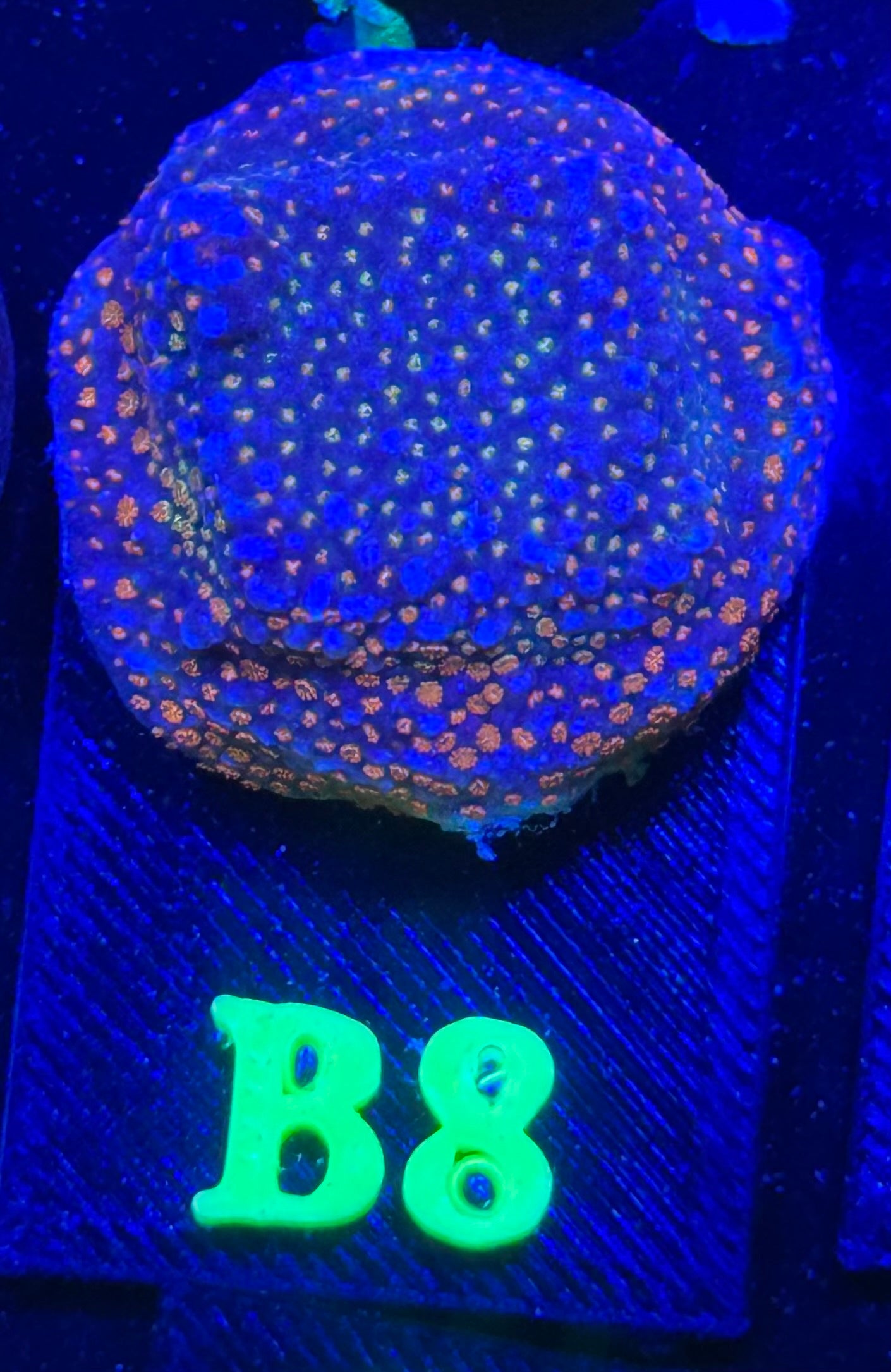 B08