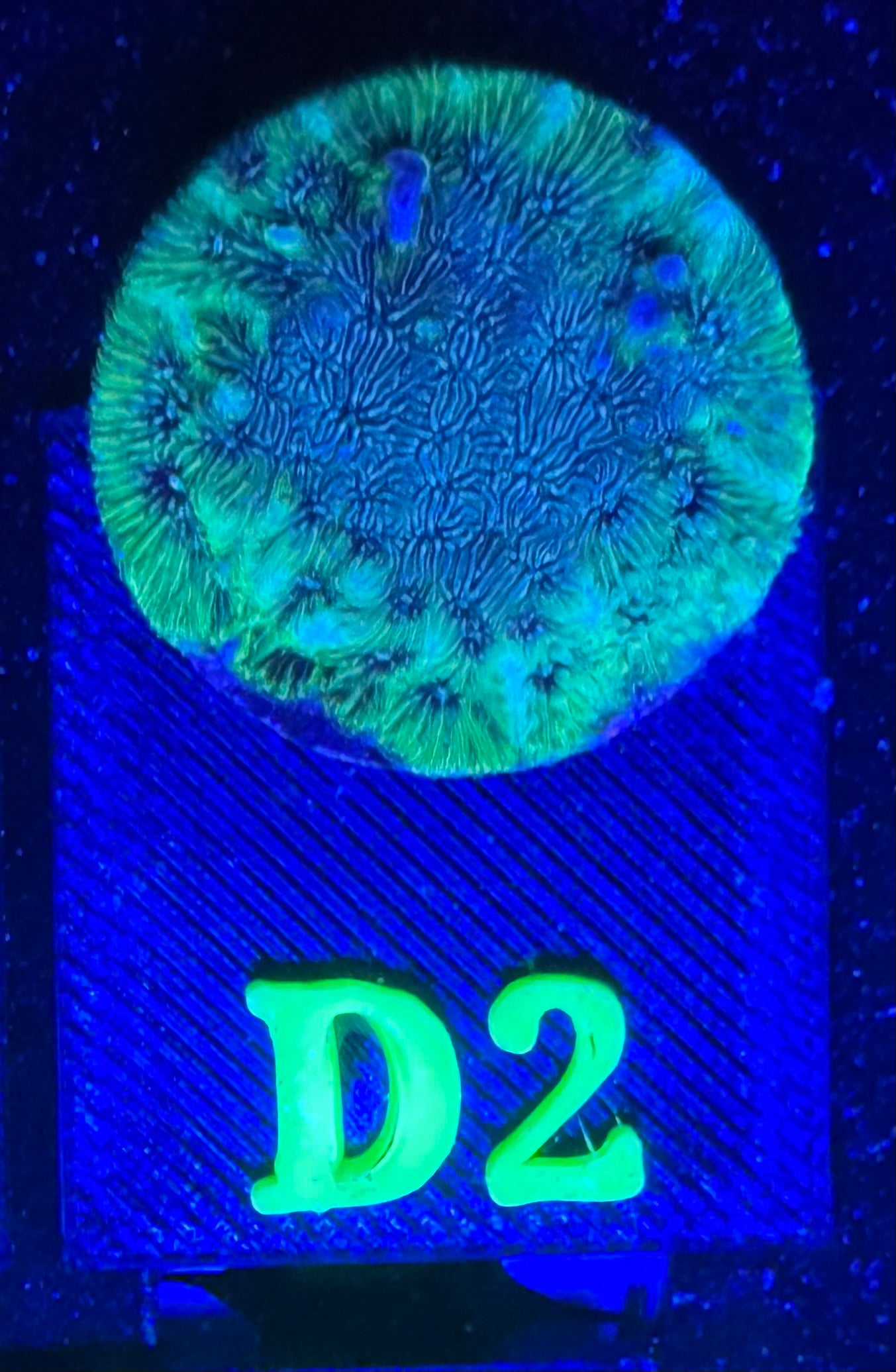 D02