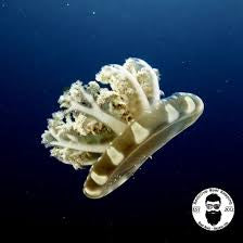 Jellyfish, Upside Down