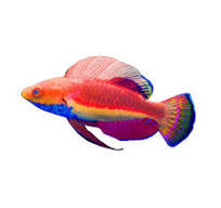 Wrasse, Blue Throat