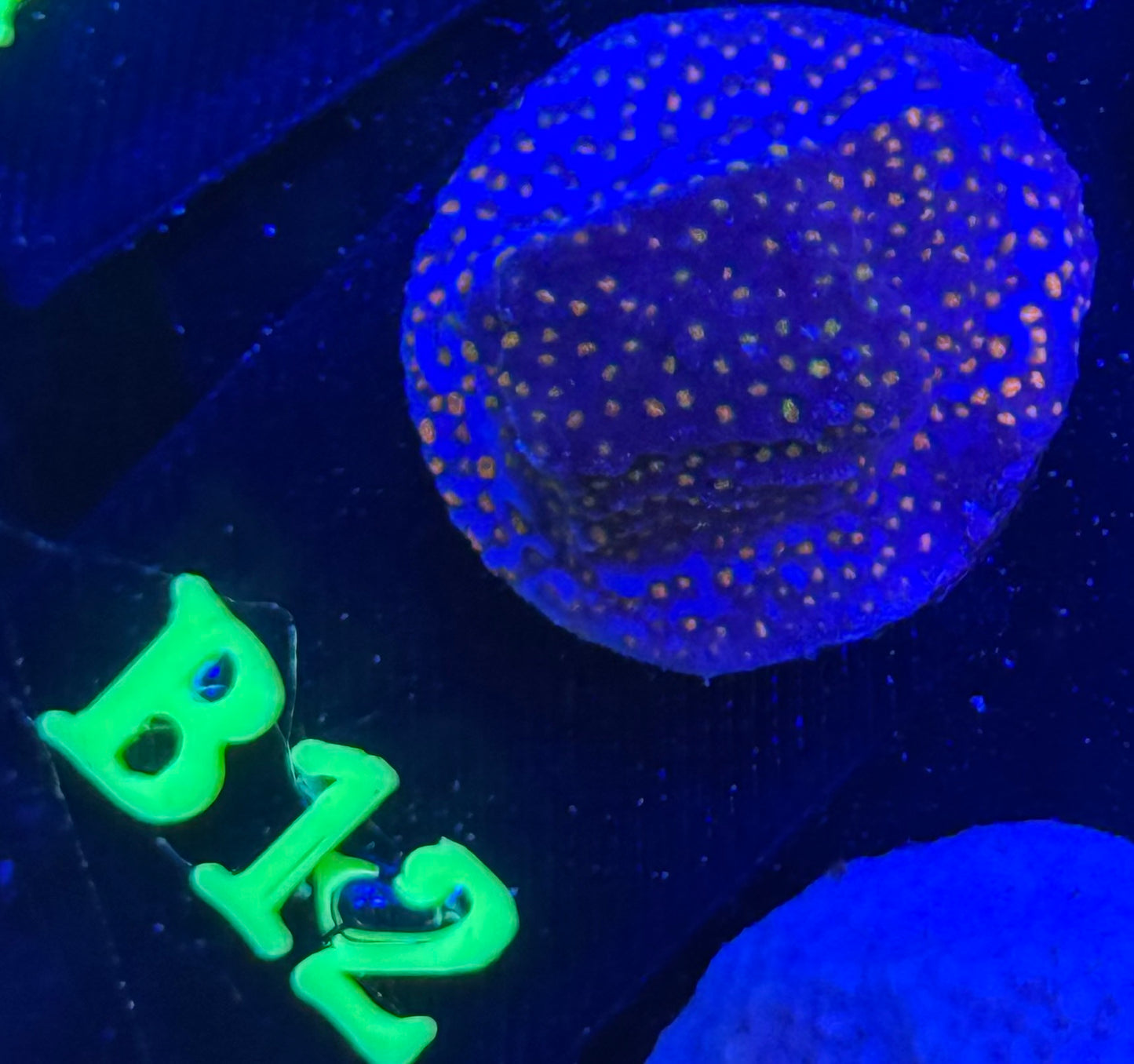 B12