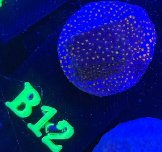 B12