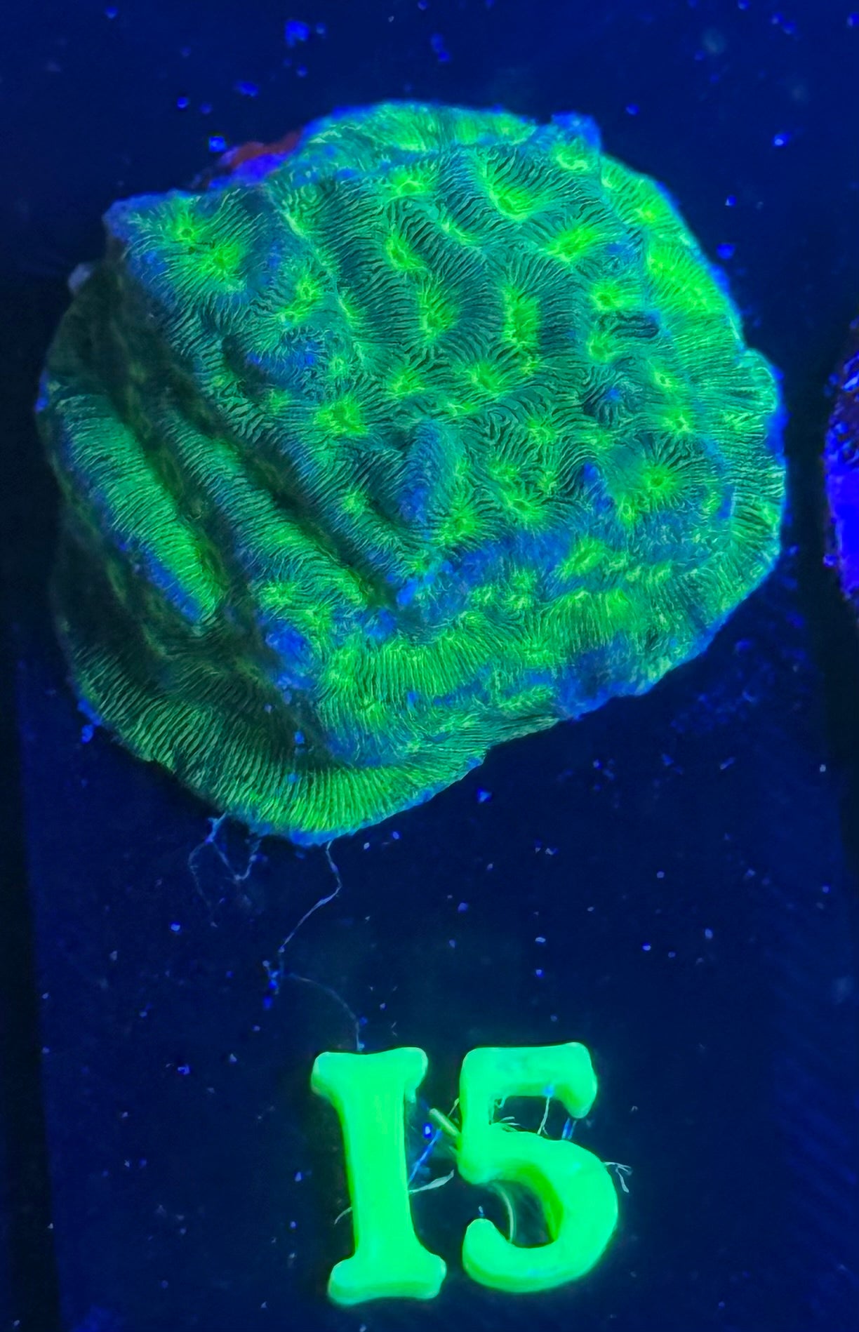I05 - Kiwi Fusion Leptoseris