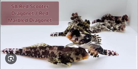 Dragonet, Red (Sustainable Aquatics)