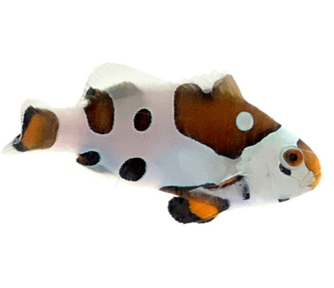 Clownfish, Picasso Storm