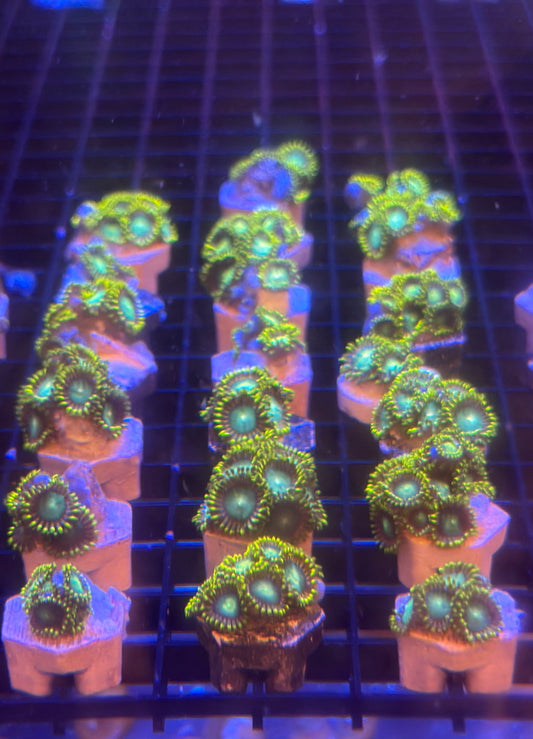 Radioactive Dragon Eye Zoanthids