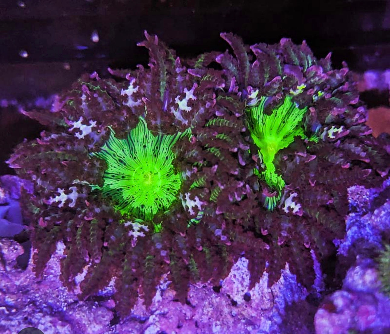 Anemone, Borneman