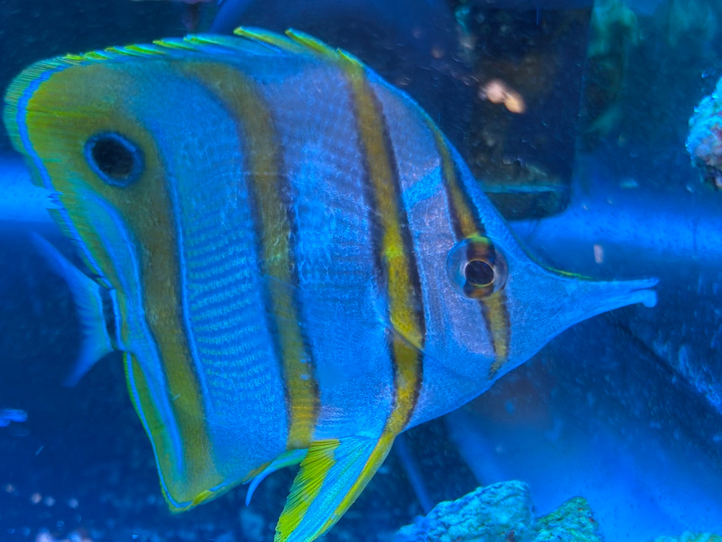 Copperband Butterflyfish