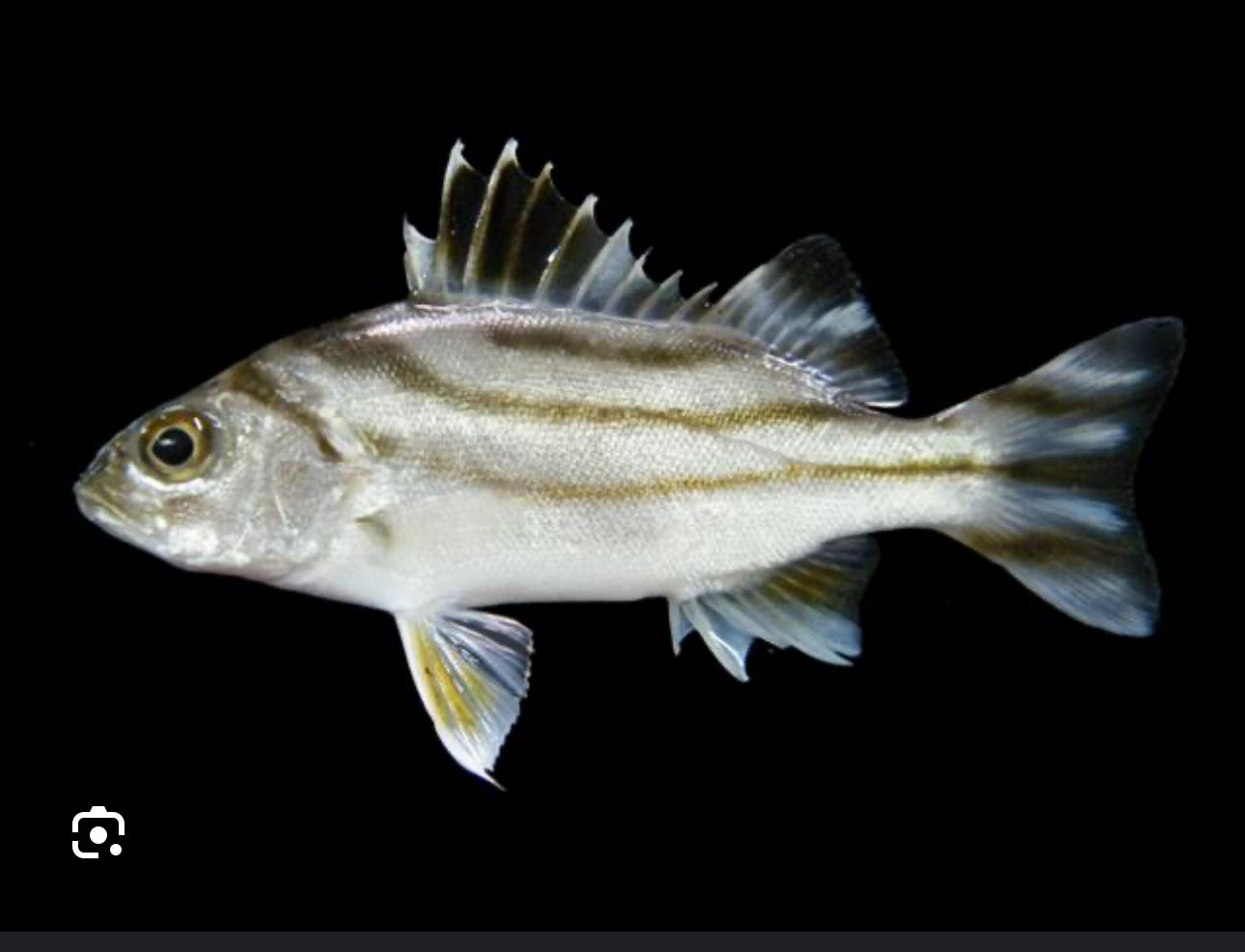 Targetfish