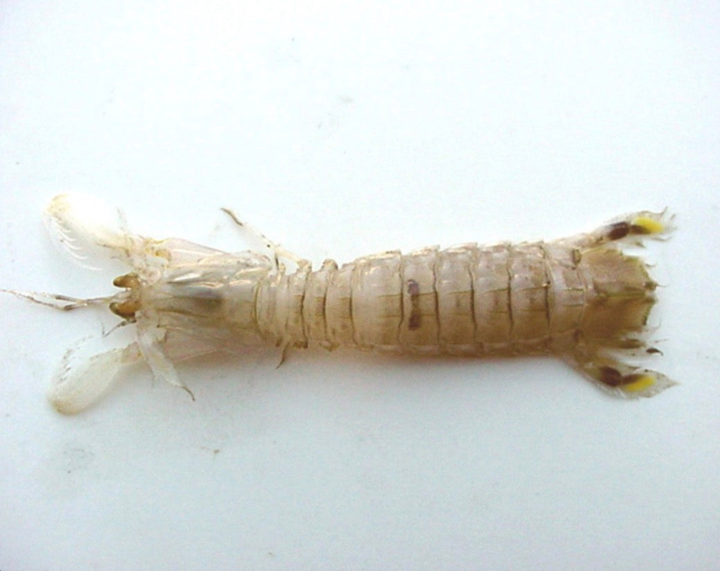 Shrimp, Mantis