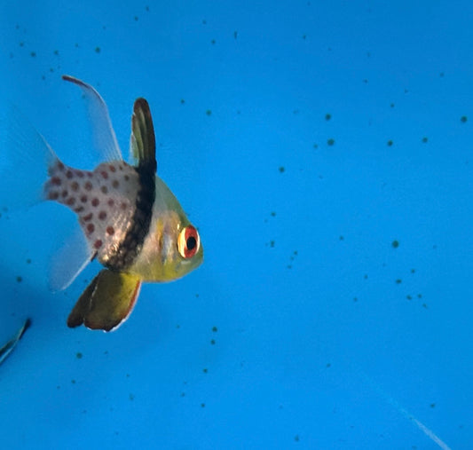 Cardinalfish, Pajama