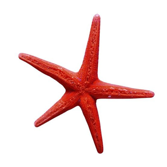 Starfish, Red Fromia