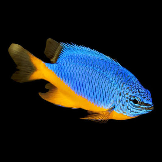 Damsel, Azure