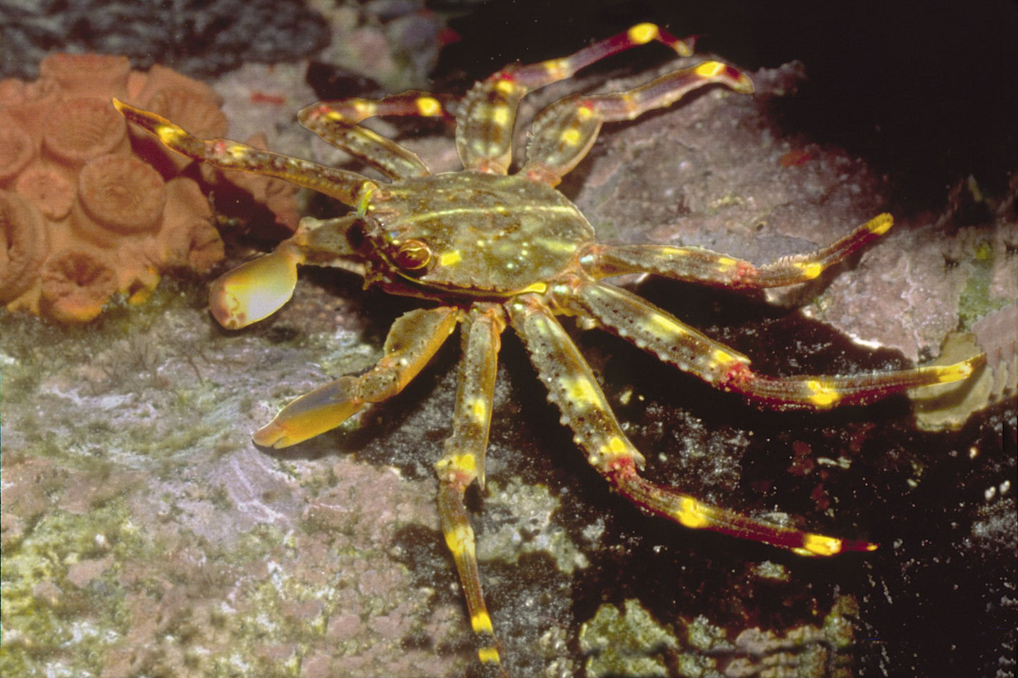 Crab, Sally Lightfoot