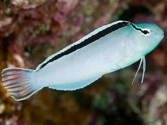 Blenny, Disco