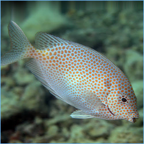 Rabbitfish, Gold Spot