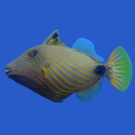 Triggerfish, Undulated