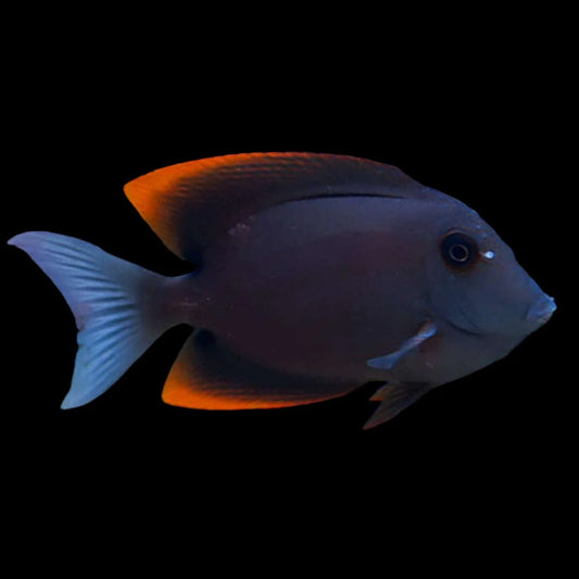 Tang, Tomini