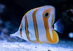 Butterflyfish, Copperband