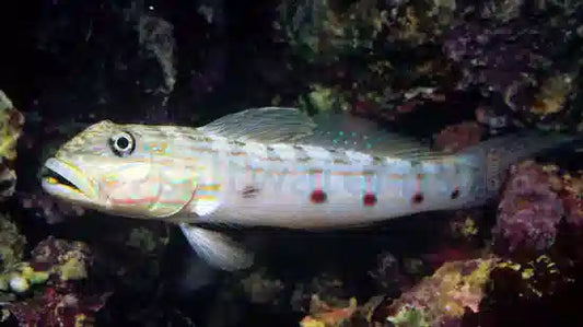 Goby, Striped Sleeper
