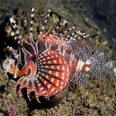 Lionfish, Fuzzy Dwarf