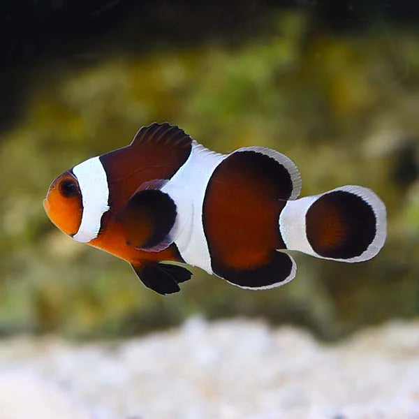 Clownfish, Chocolate Mocha