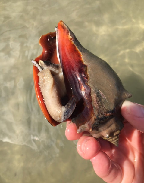 Conch, Fighting