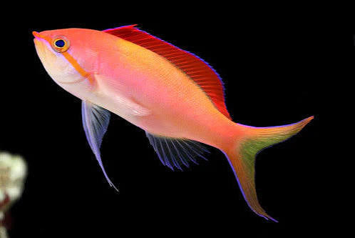 Anthias, Dispar