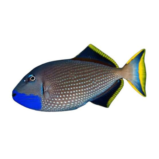 Trigger, Bluejaw