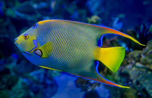 Angelfish, Queen