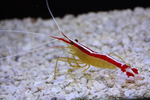 Shrimp, Skunk Cleaner
